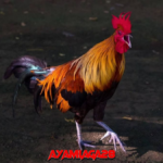 ayam aduan mematikan