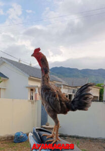 Karekter Ayam Pama