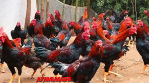 Ternak Ayam Bangkok