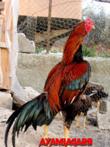 Ayam Laga