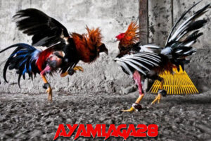 Adu Ayam