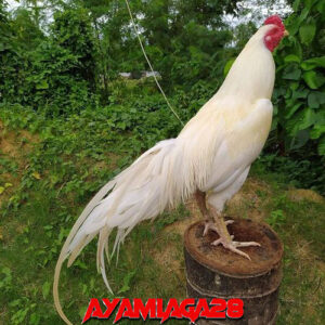 Ayam Aduan