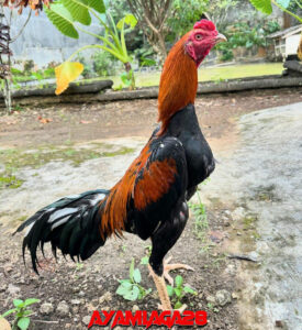 Peternak Ayam Aduan