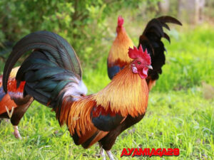Ayam Aduan di Indonesia