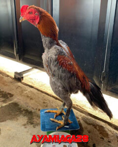 Ayam Aduan