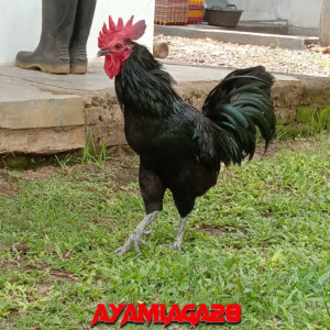 Ayam Kedu