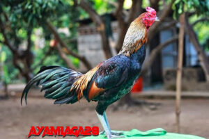 Ayam Birma