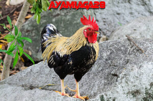 Jenis Ayam Aduan