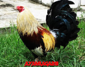 Ayam