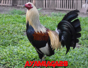Melatih Ayam Tangguh