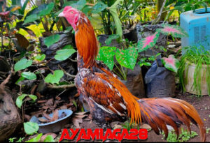 Ayam Aduan