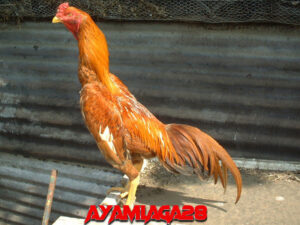Pukulan Keras Ayam Aduan 