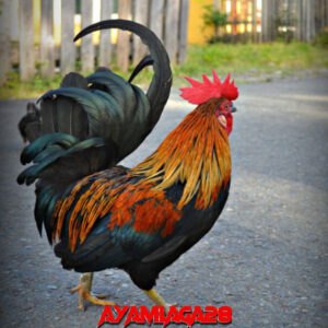 Budidaya Ayam Bangkok